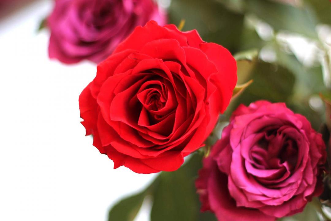 valentines-day-bloom-and-wild-roses-tom-ford-lipstick-jurlique-rose-mist-3