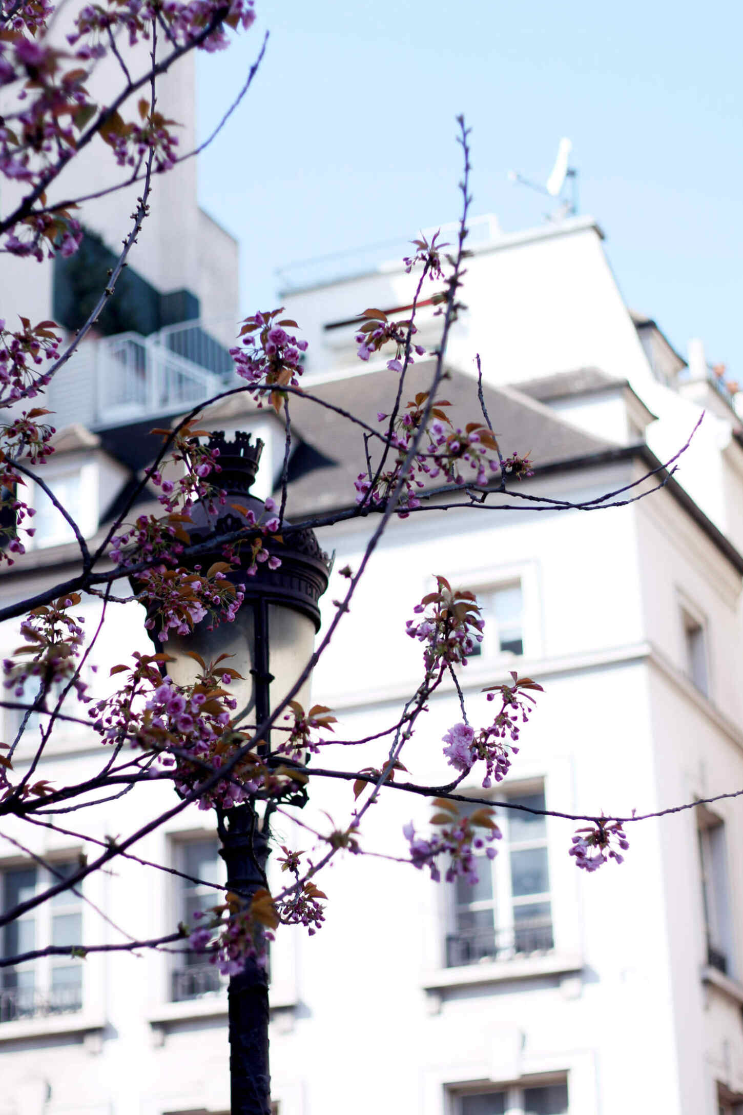 paris-photo-diary-travel-blogger-spring-21