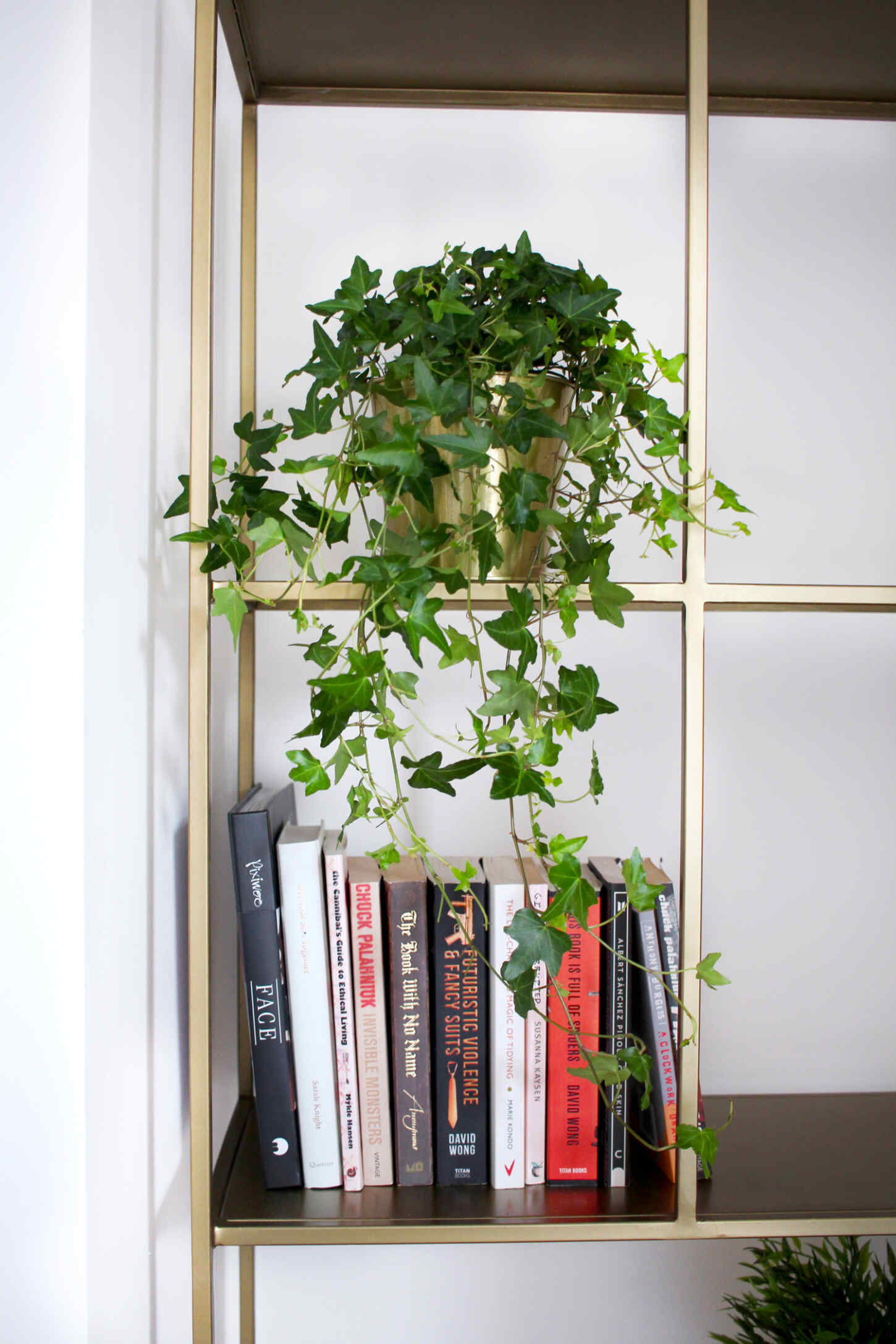 shelves shelves