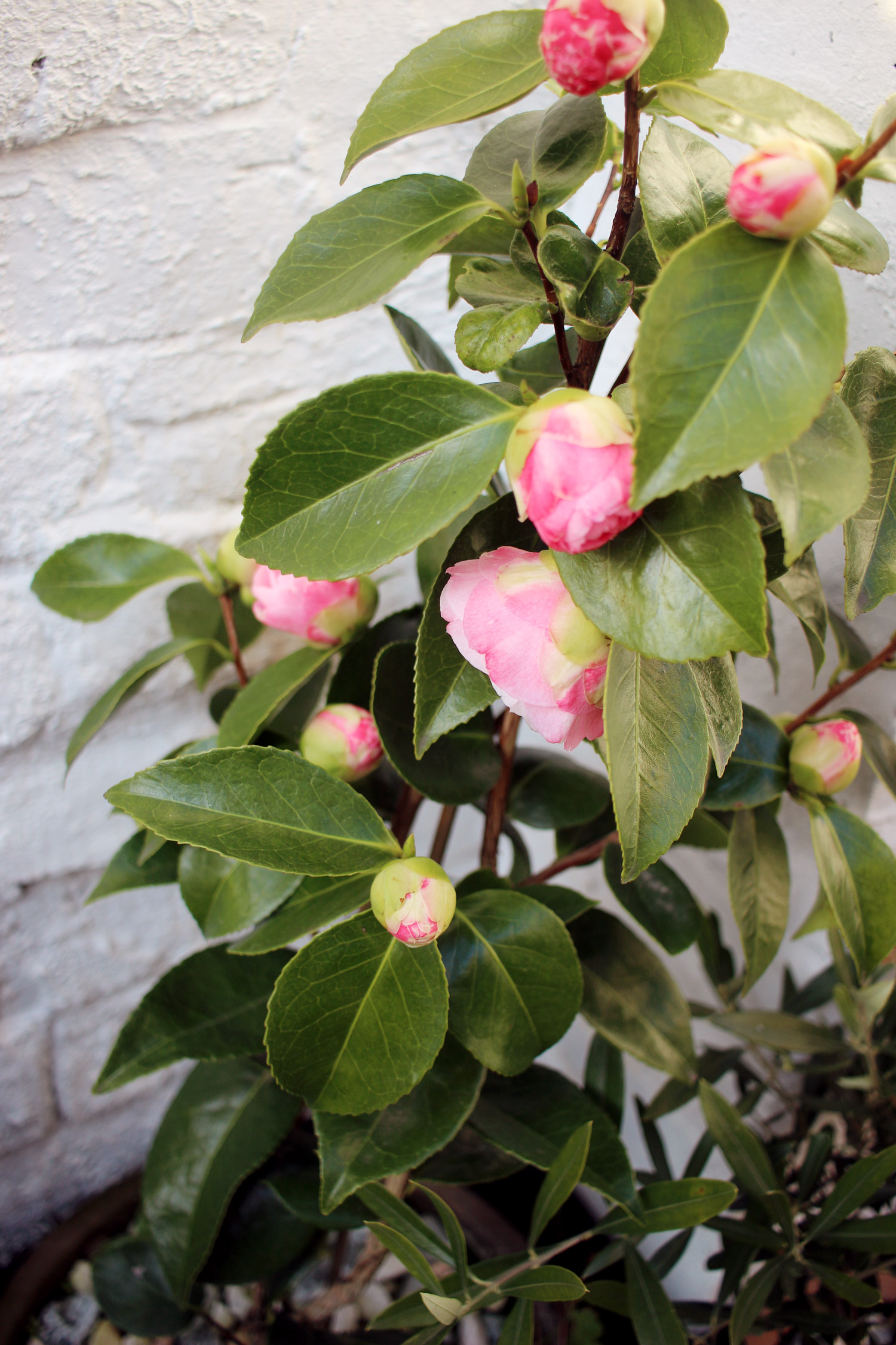 back-yard-flowers-1